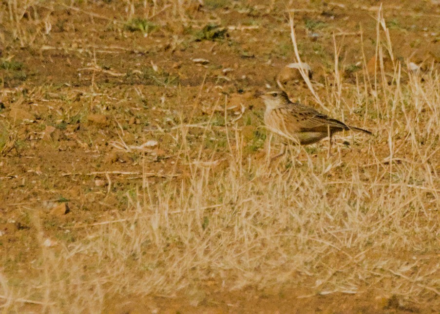 Spike-heeled Lark - ML646666700