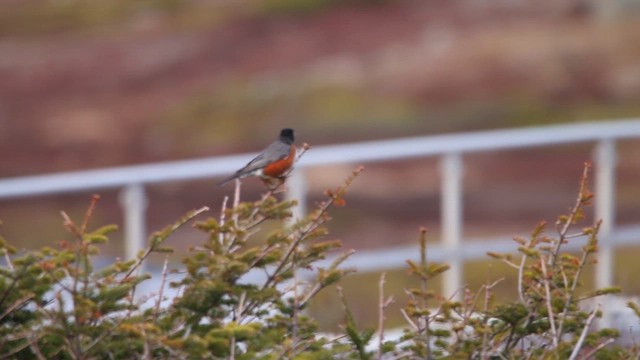 Zorzal Americano - ML646666702