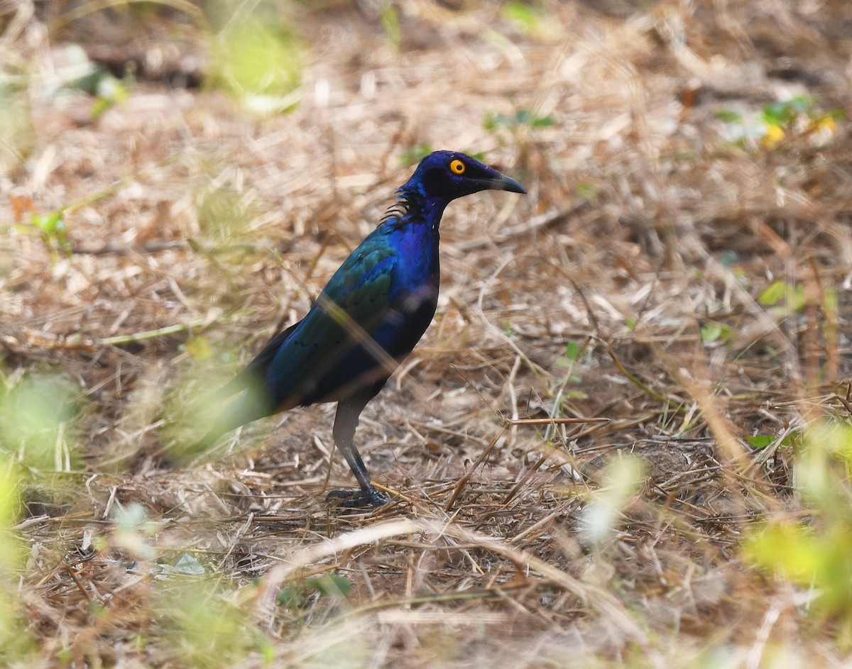 Purple Starling - ML646666703
