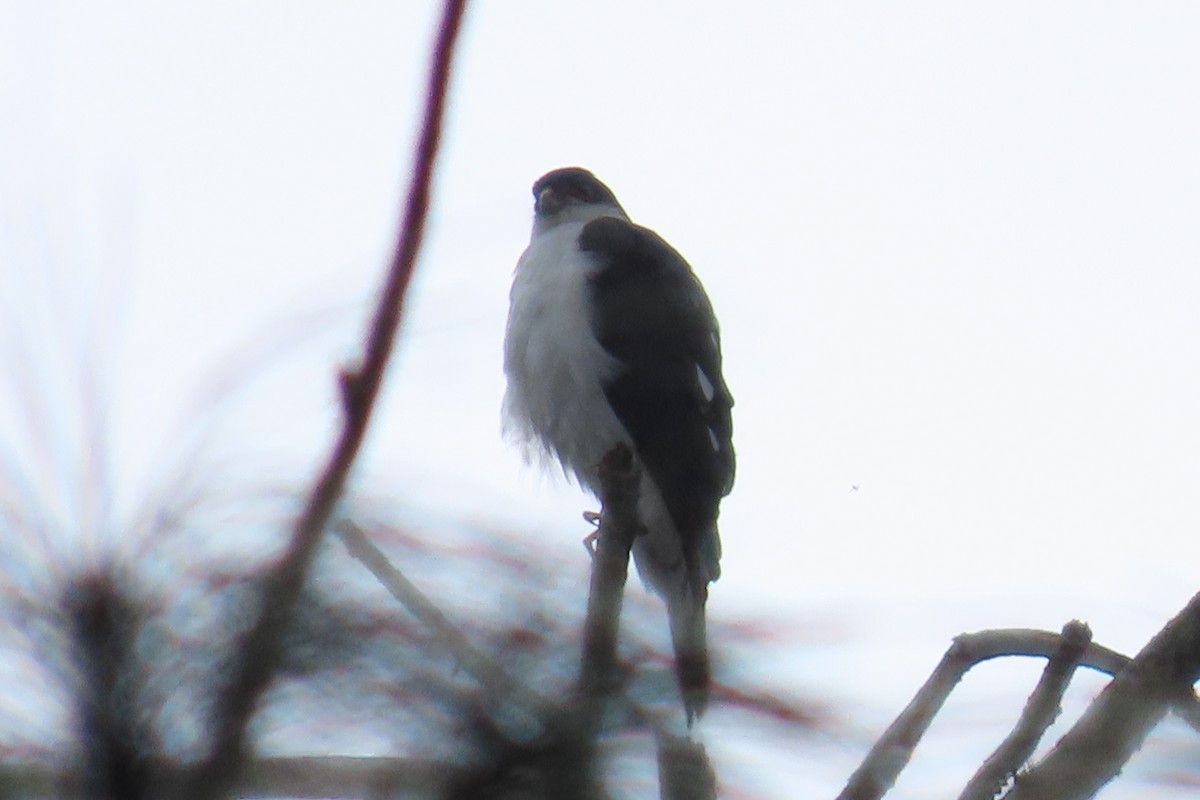 Sharp-shinned Hawk (White-breasted) - ML646666711
