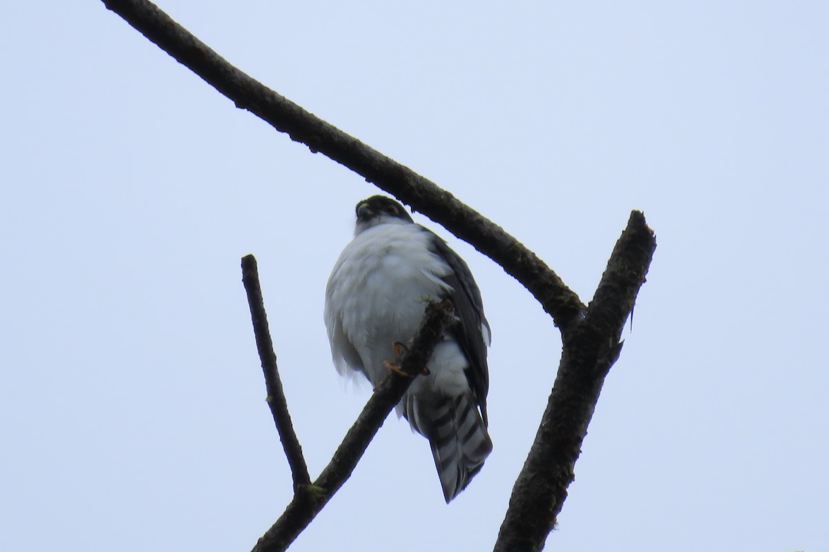 Sharp-shinned Hawk (White-breasted) - ML646666712