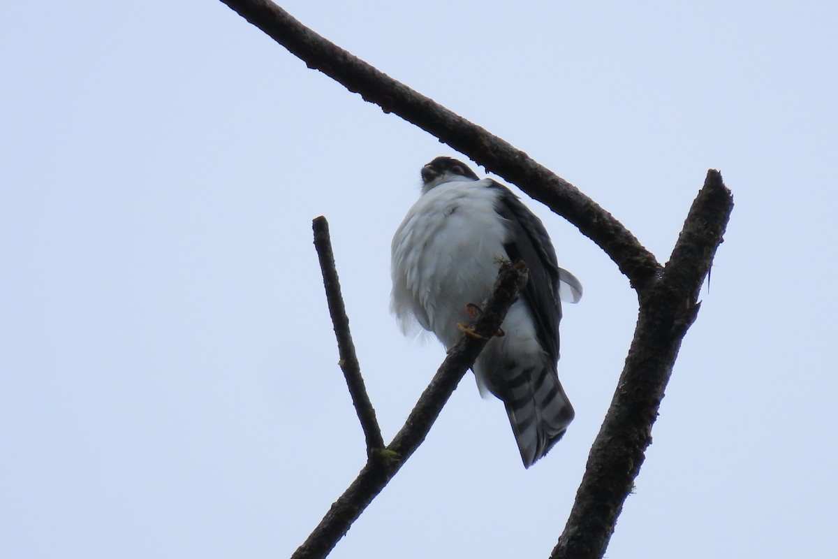 Sharp-shinned Hawk (White-breasted) - ML646666713