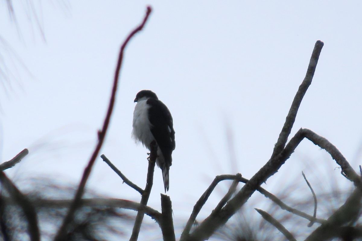 Sharp-shinned Hawk (White-breasted) - ML646666714