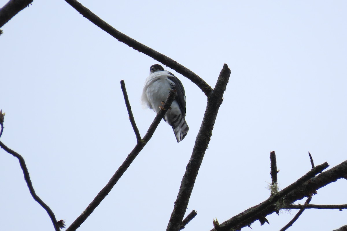 Sharp-shinned Hawk (White-breasted) - ML646666715