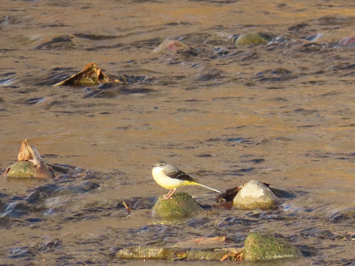 נחליאלי זנבתן - ML646666716