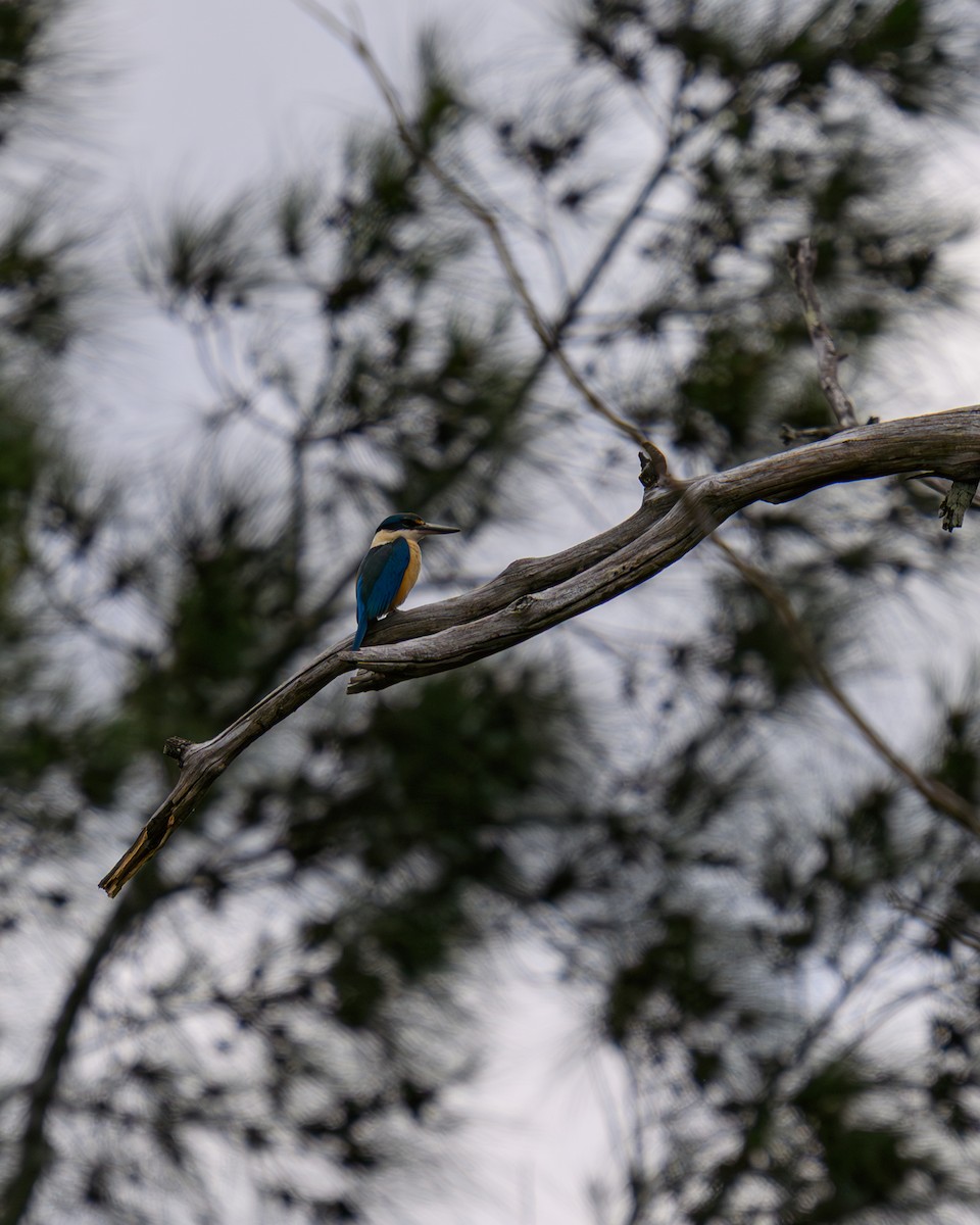 Sacred Kingfisher - ML646666717