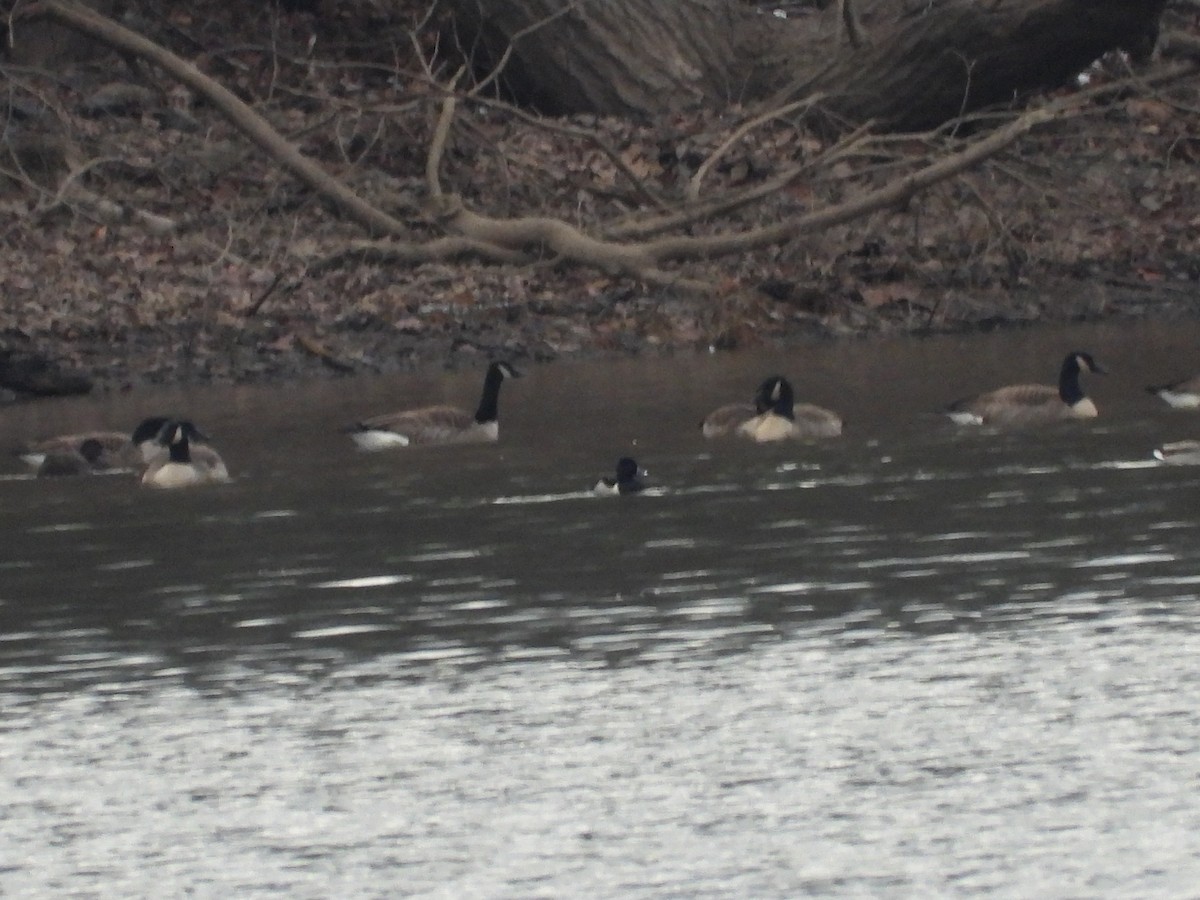 צולל צווארון - ML646666718
