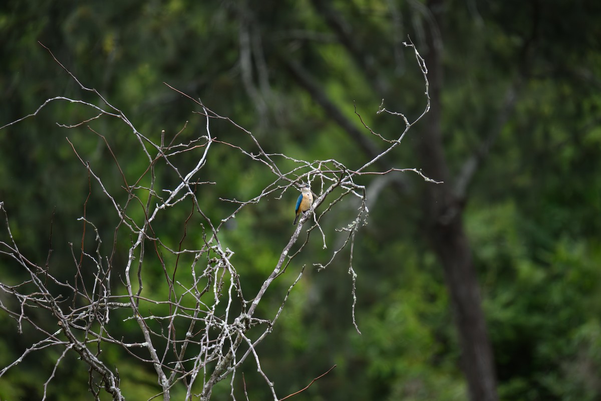 Sacred Kingfisher - ML646666719