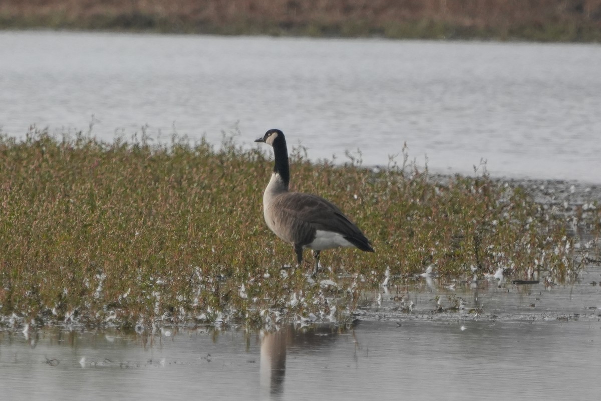 Oca canadese maggiore - ML646666723