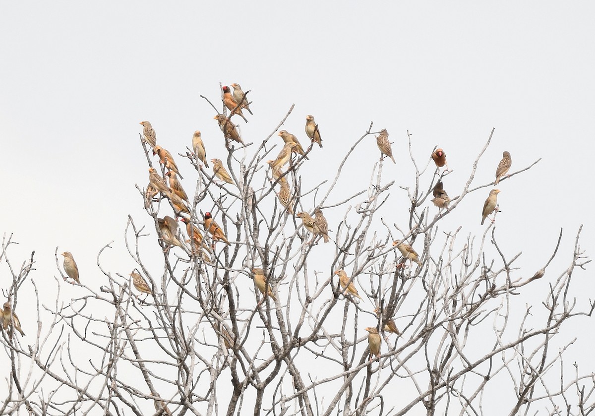 קואלאה אדומת-מקור - ML646666724