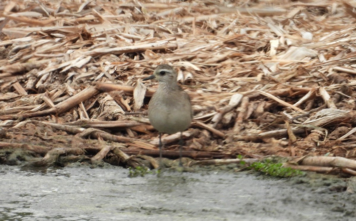 חופזי אמריקני - ML646666725