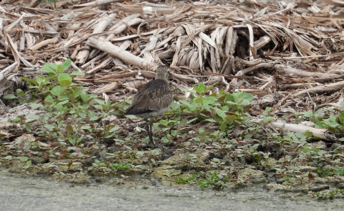 חופזי אמריקני - ML646666726