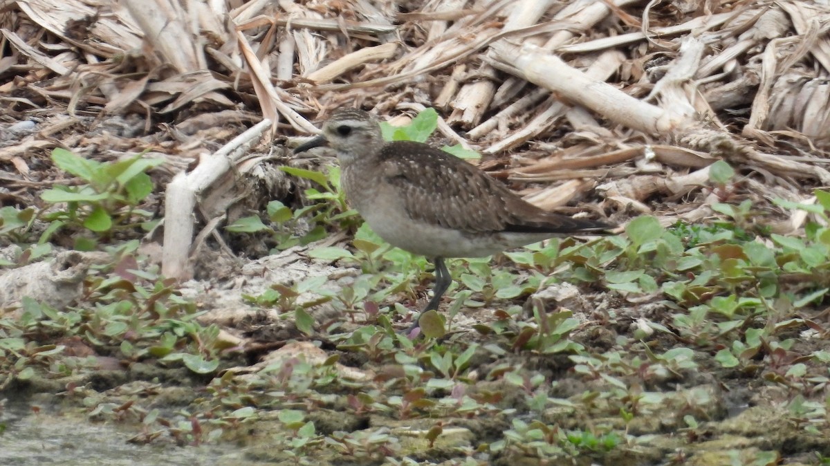 חופזי אמריקני - ML646666727