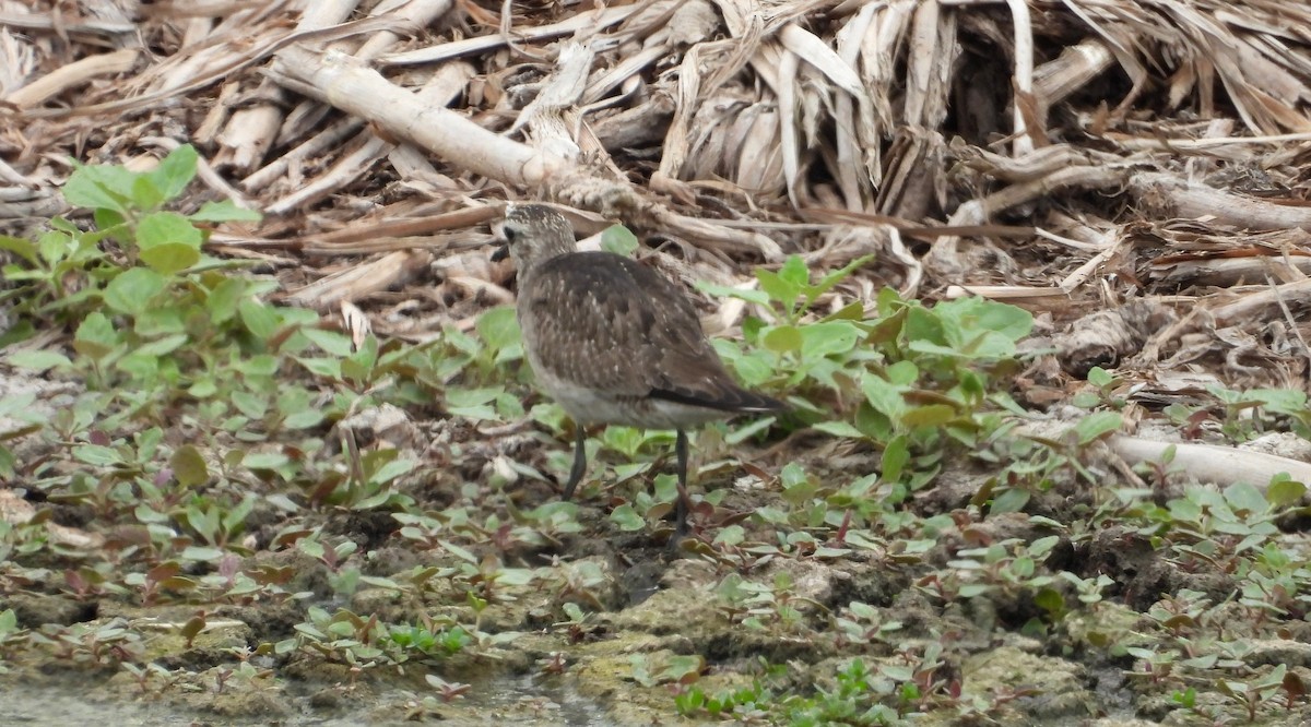 חופזי אמריקני - ML646666728