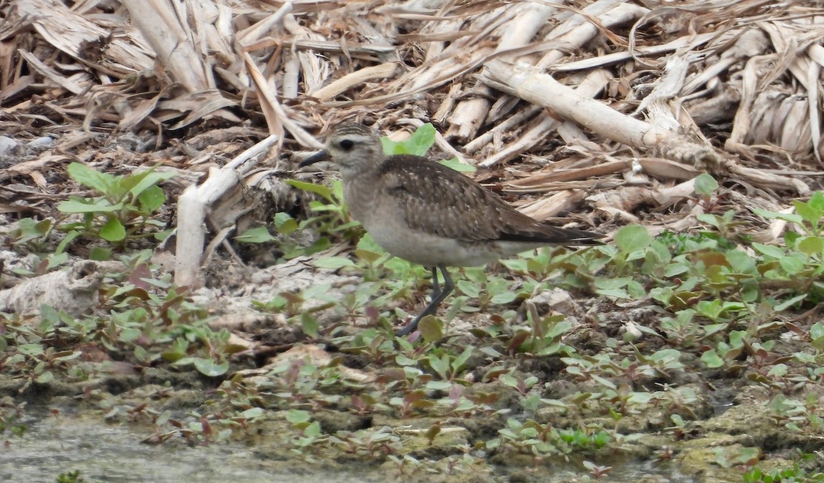 חופזי אמריקני - ML646666729
