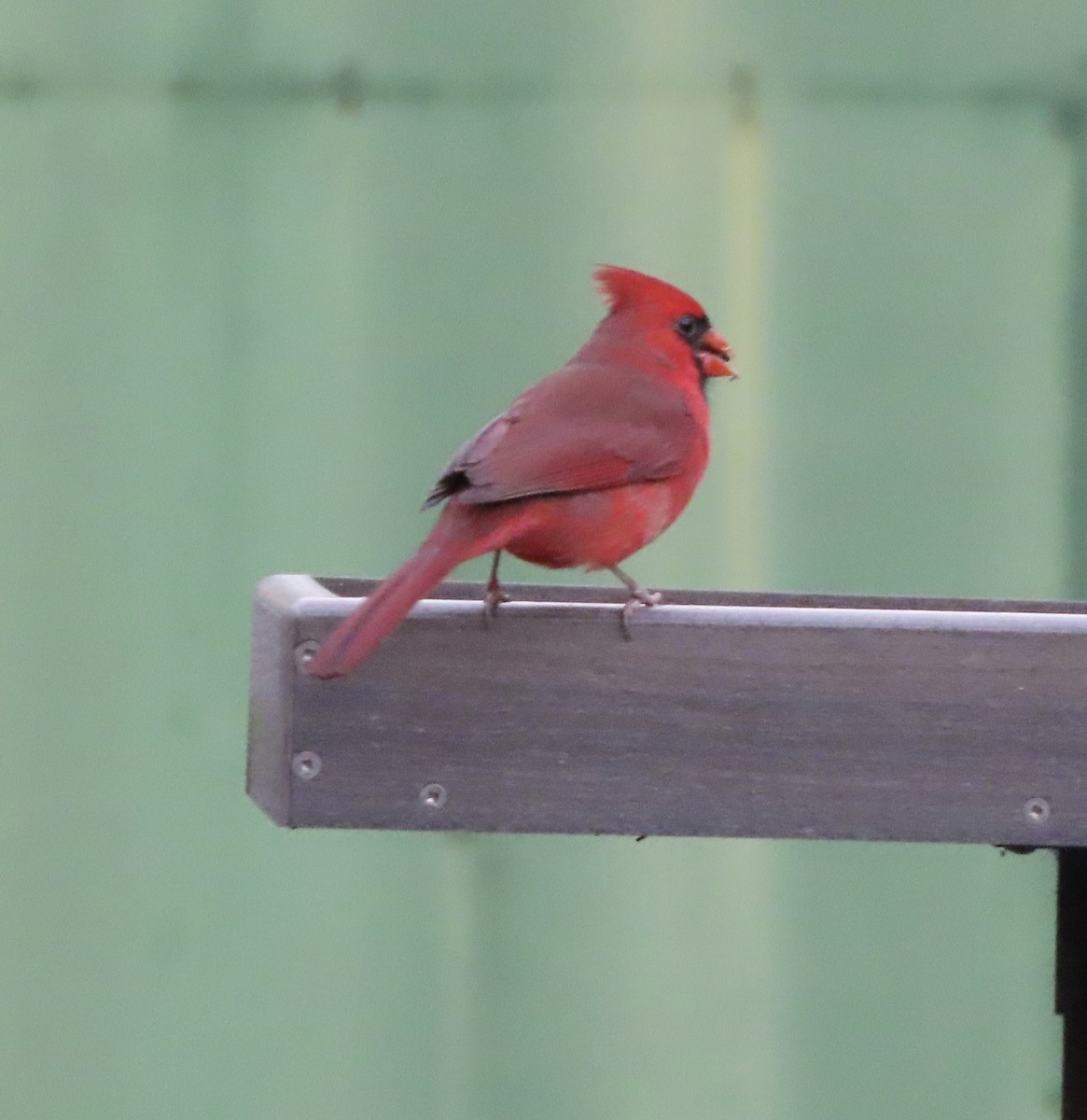 Northern Cardinal - ML646666730