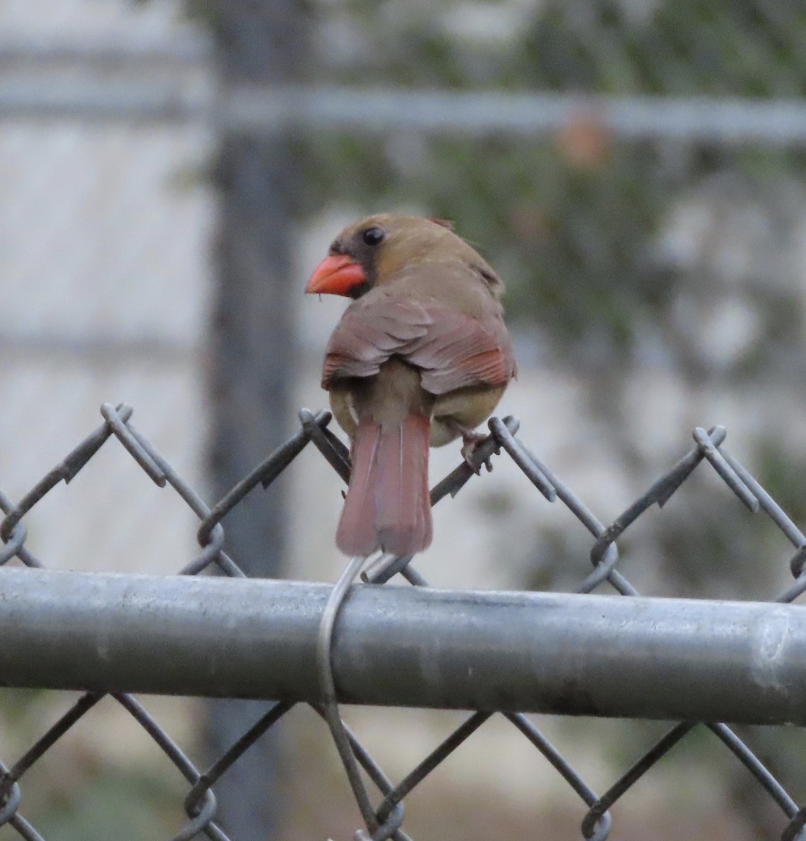 Northern Cardinal - ML646666731