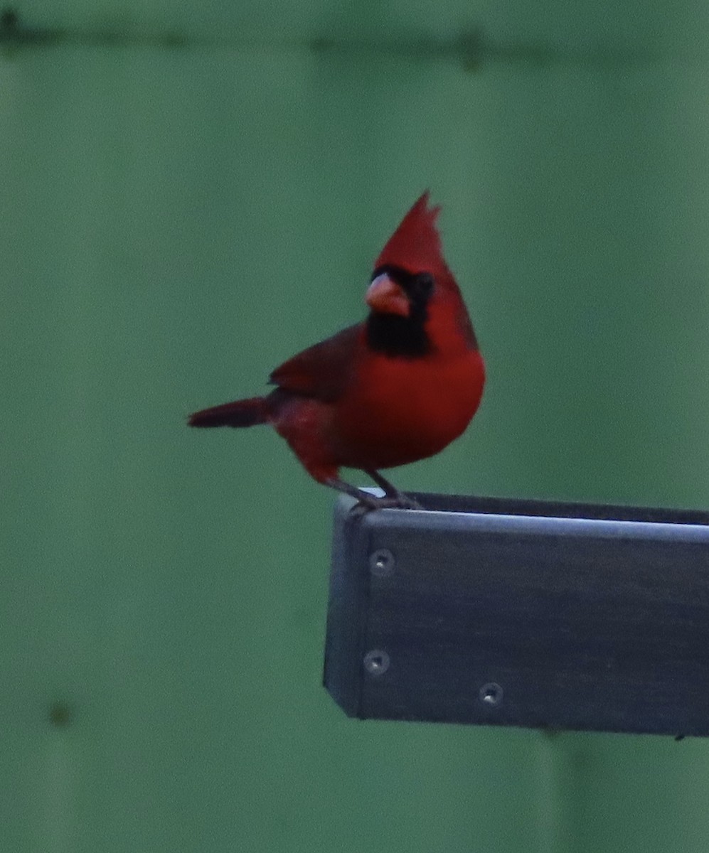 Northern Cardinal - ML646666732