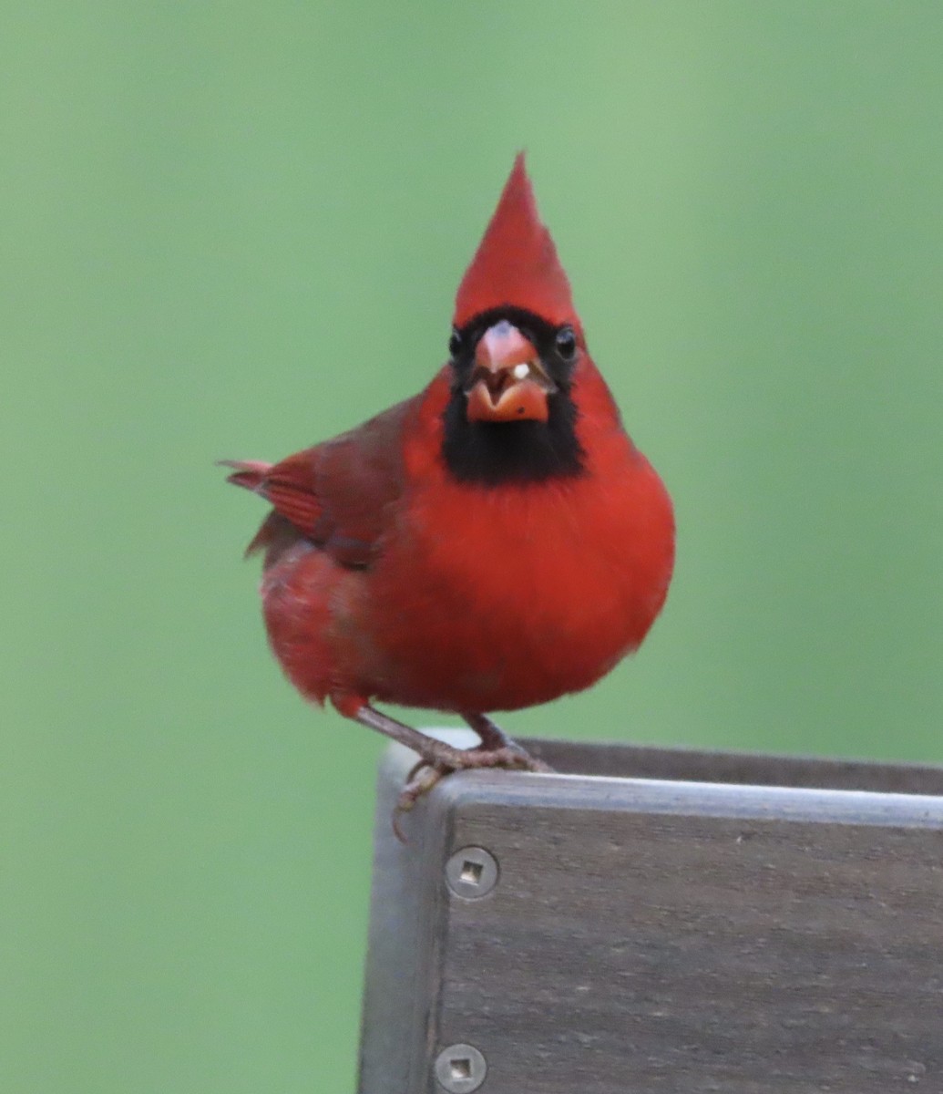 Northern Cardinal - ML646666733