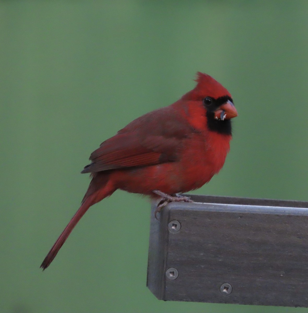 Northern Cardinal - ML646666734
