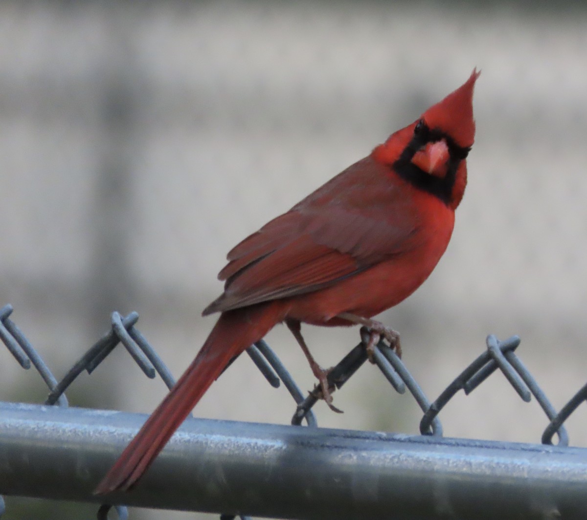 Northern Cardinal - ML646666735