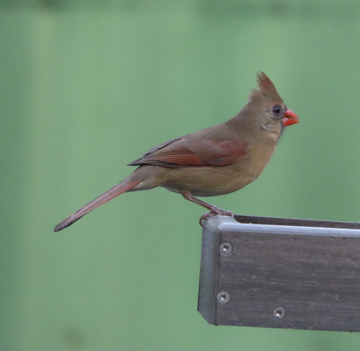 Northern Cardinal - ML646666736