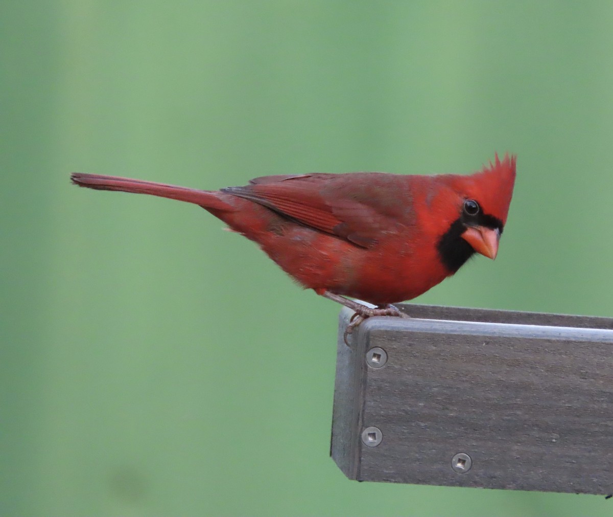 Northern Cardinal - ML646666738