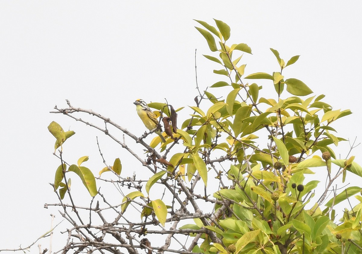 Yellow-fronted Tinkerbird - ML646666739