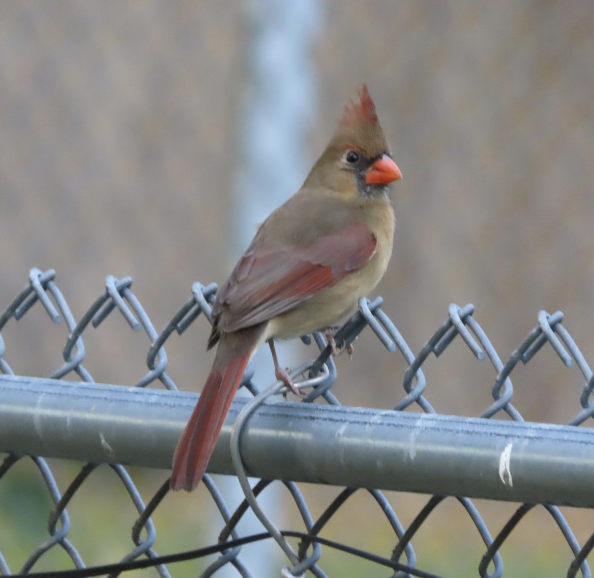 Northern Cardinal - ML646666740