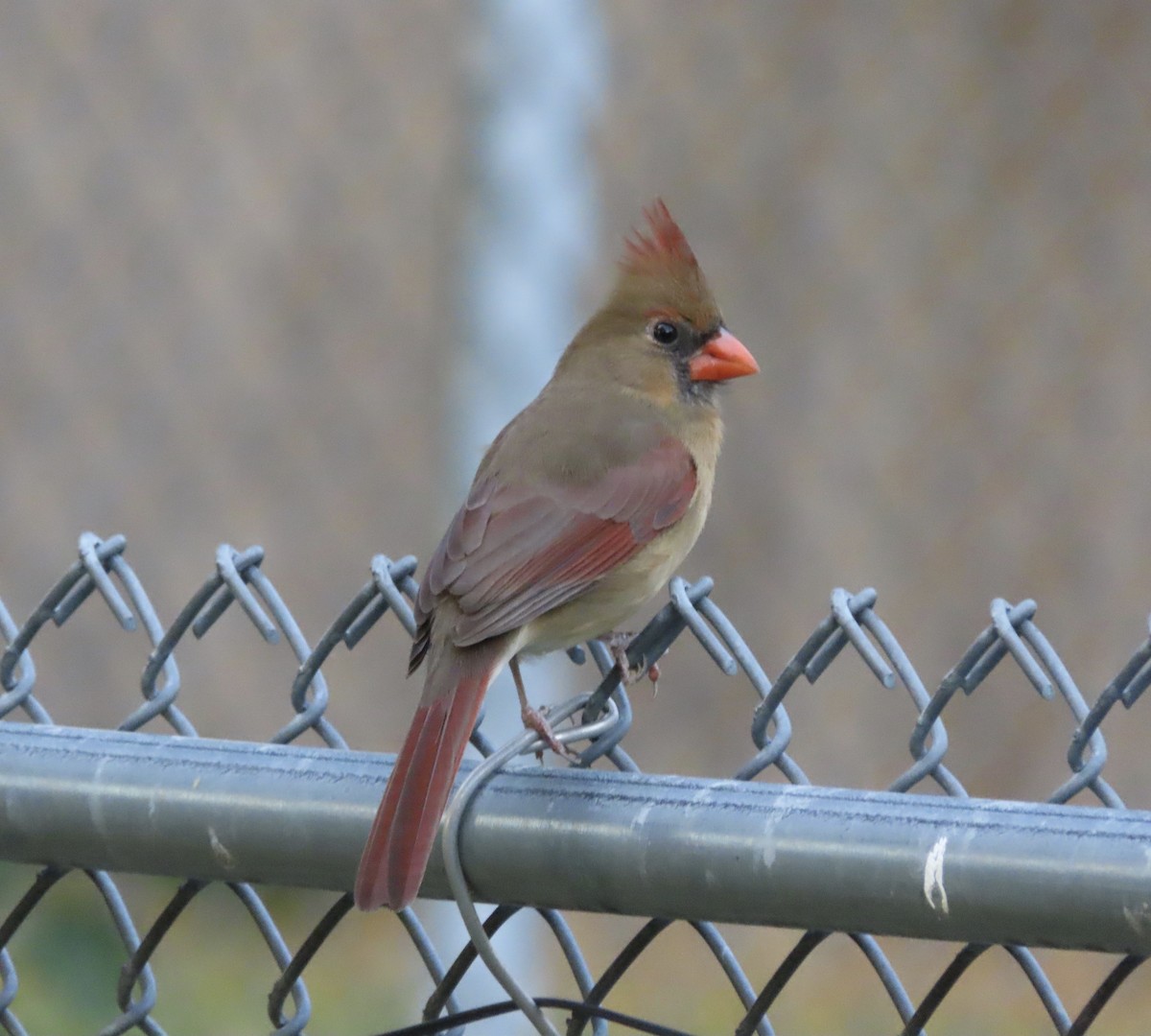 Northern Cardinal - ML646666741