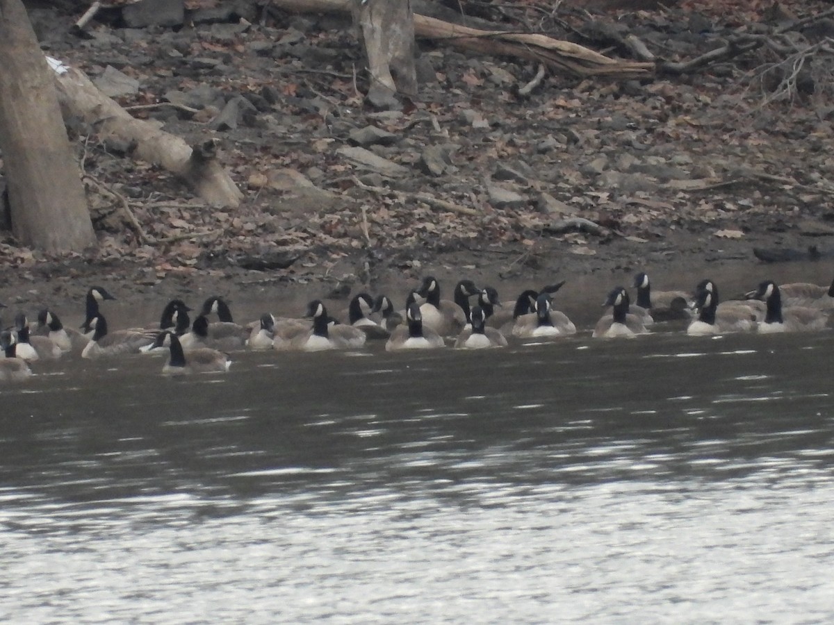 Oca canadese maggiore - ML646666742