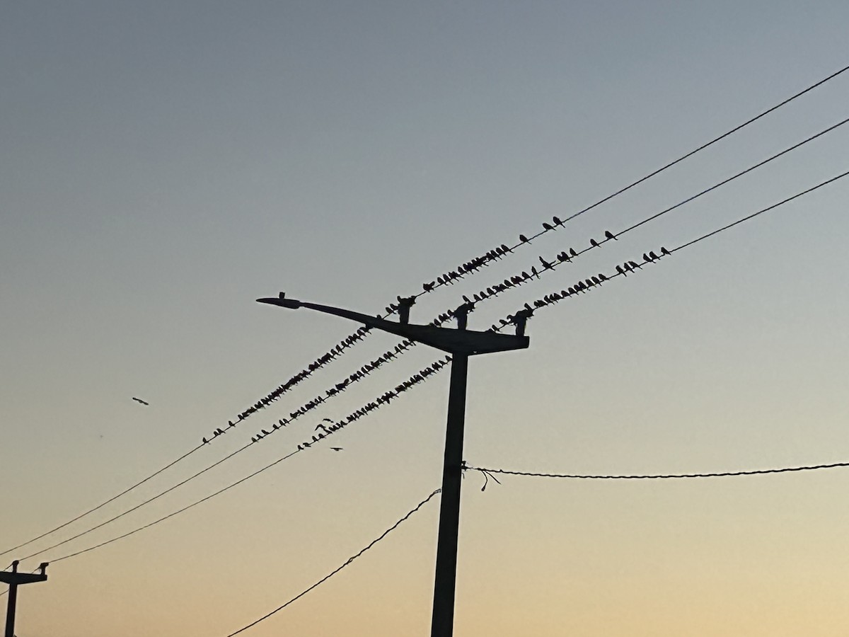 Brewer's Blackbird - ML646666744