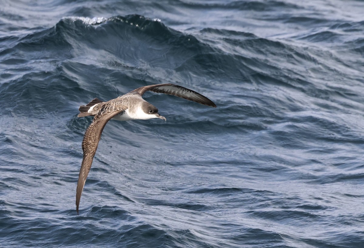 buřňák velký - ML646666745