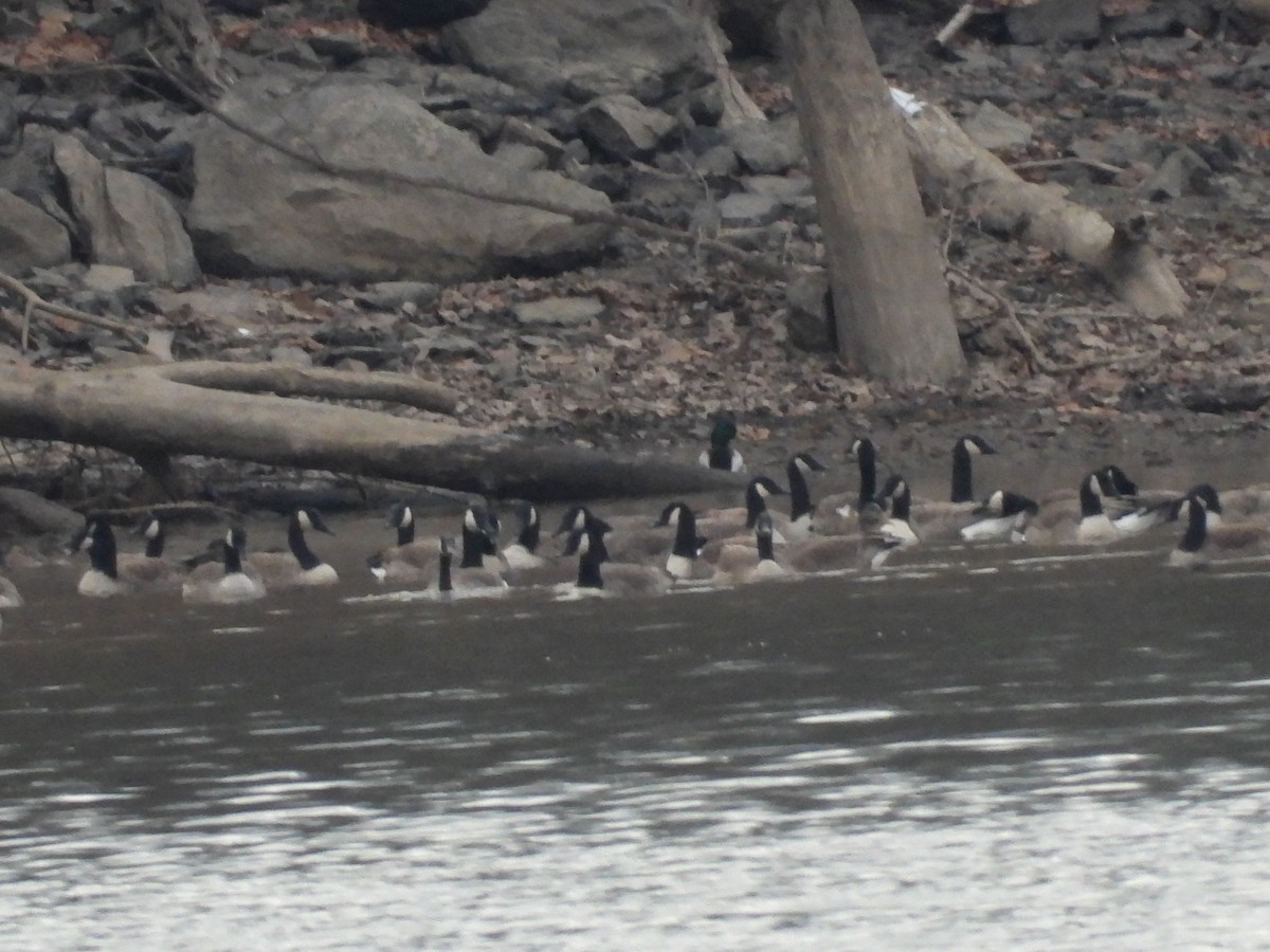 Oca canadese maggiore - ML646666746