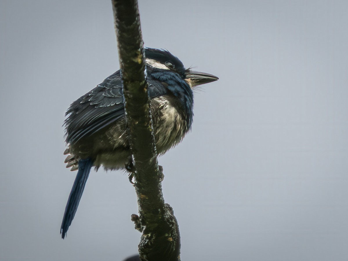 Black-breasted Puffbird - ML646666747