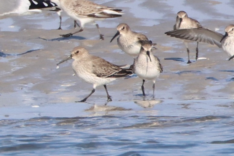 Dunlin - ML646666749