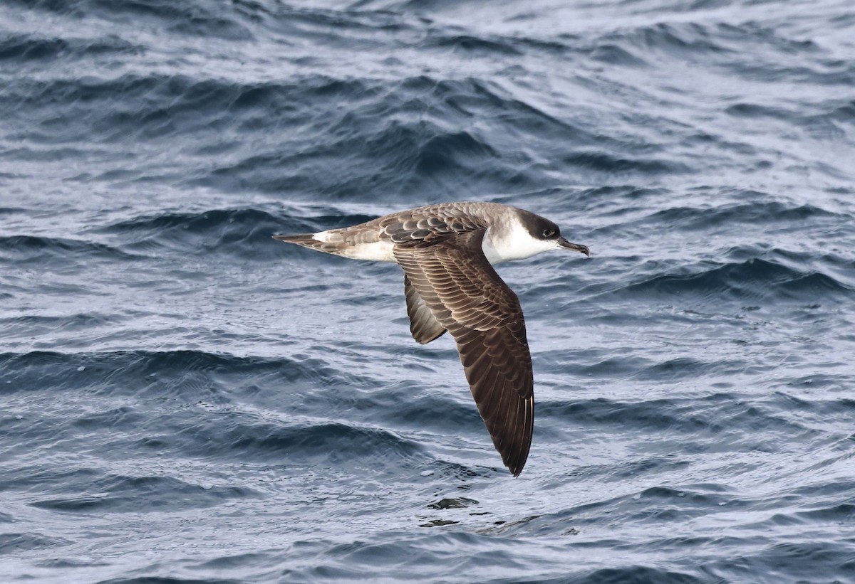 buřňák velký - ML646666754