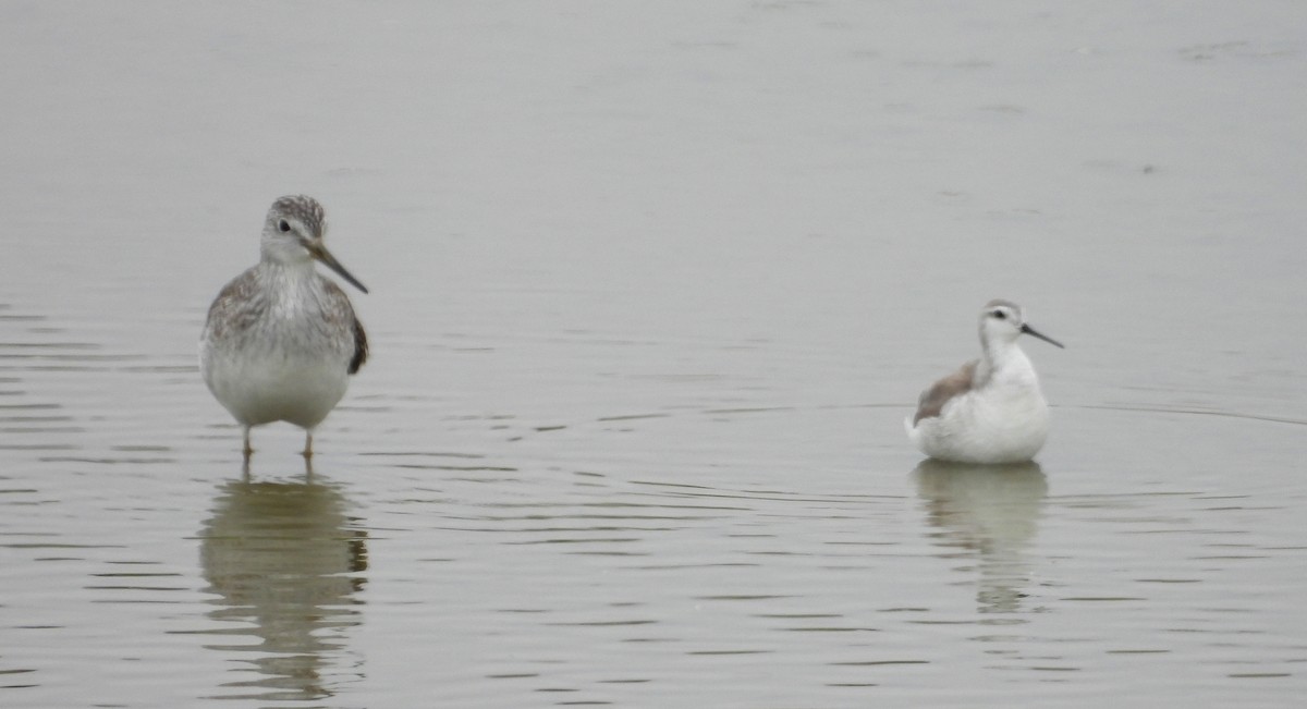 lyskonoh dlouhozobý - ML646666756