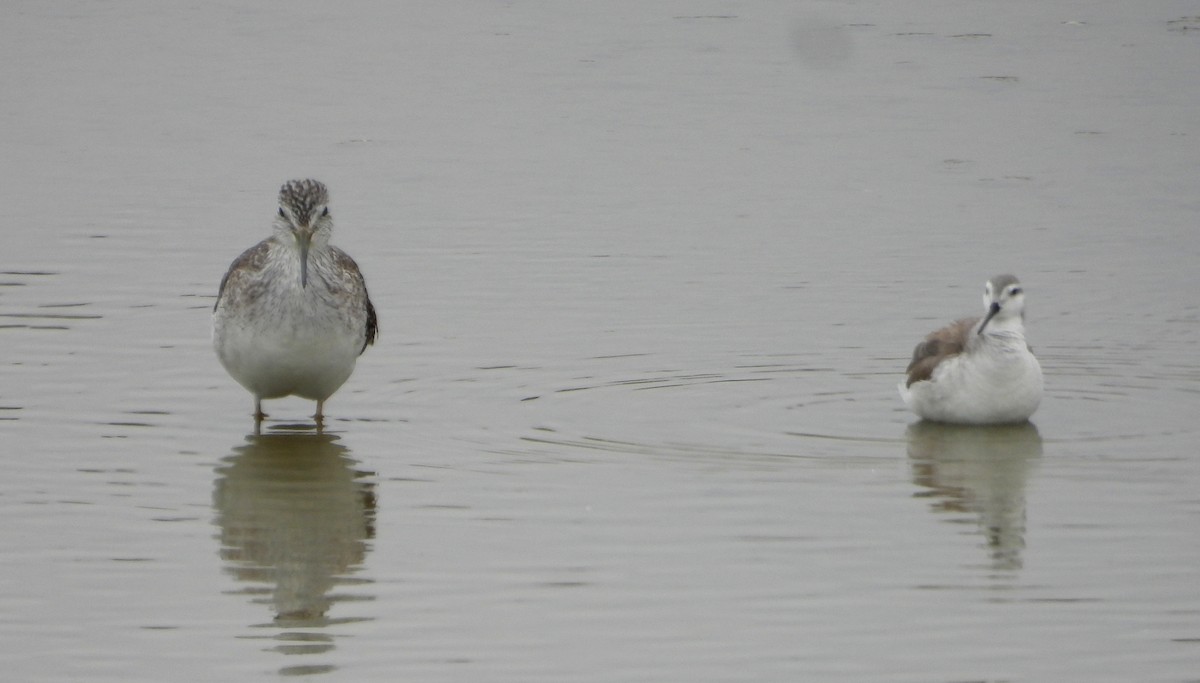 lyskonoh dlouhozobý - ML646666758