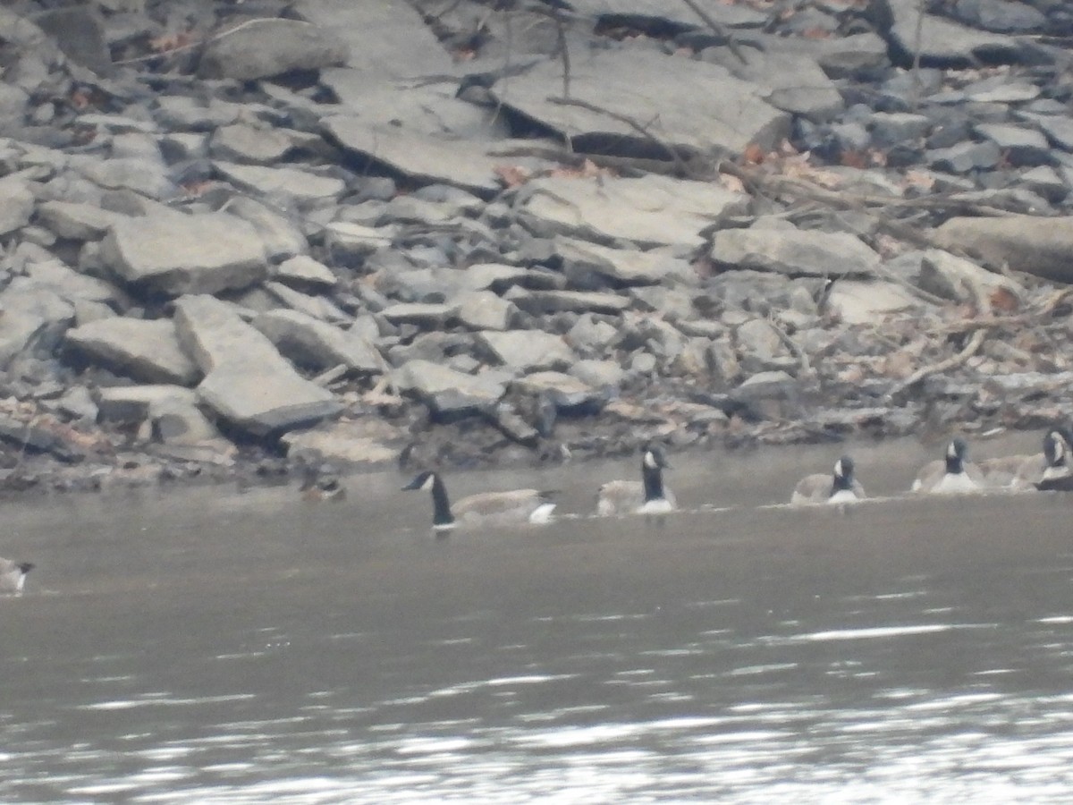 Oca canadese maggiore - ML646666760