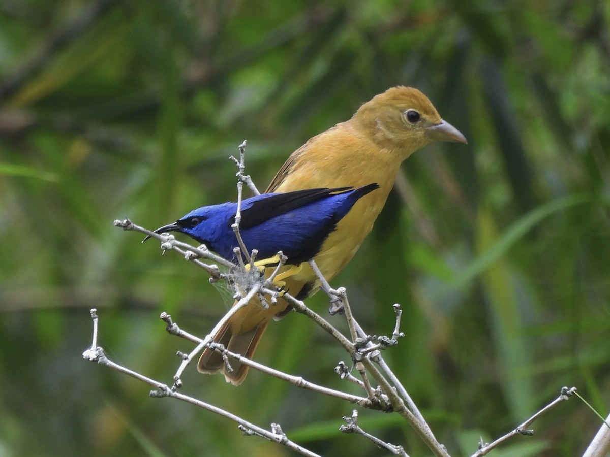 Алая пиранга - ML646666761