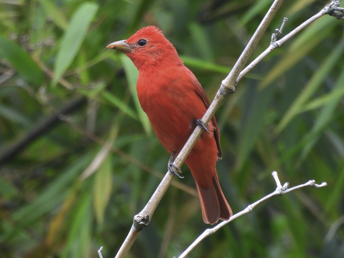 Алая пиранга - ML646666762