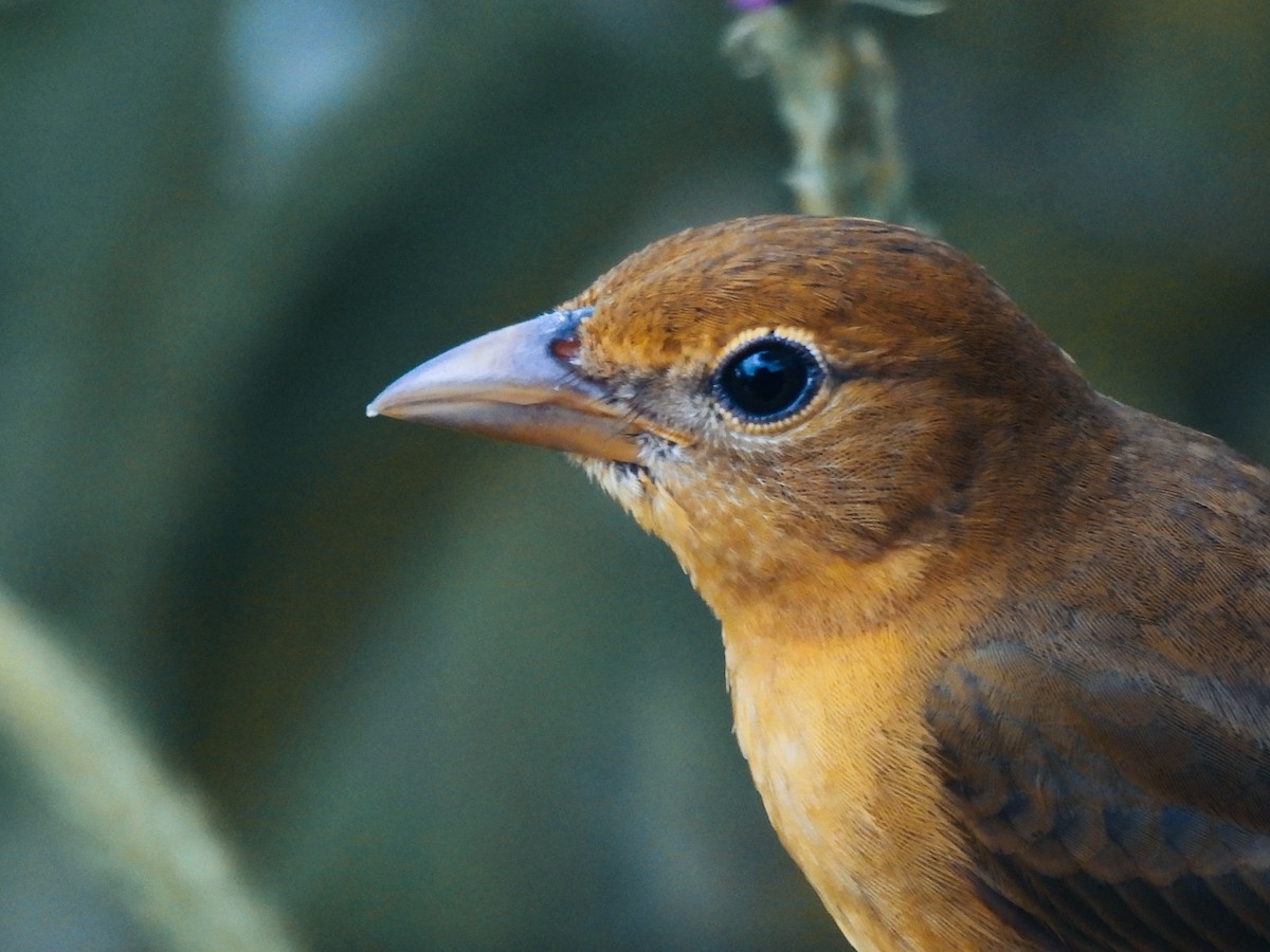 Алая пиранга - ML646666763