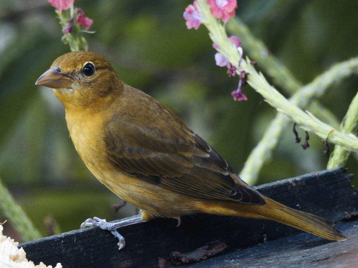 Алая пиранга - ML646666764