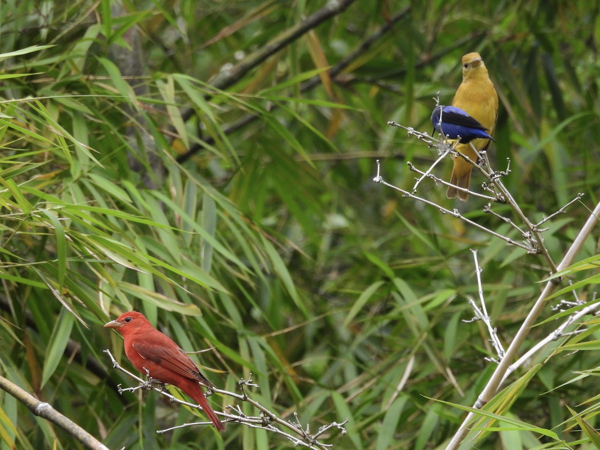 Алая пиранга - ML646666765