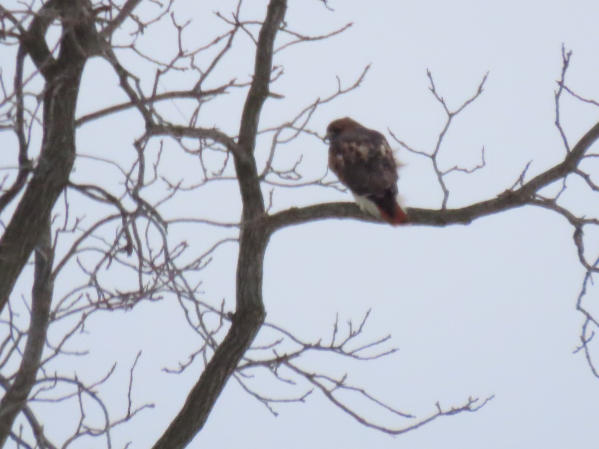 Red-tailed Hawk - ML646666767