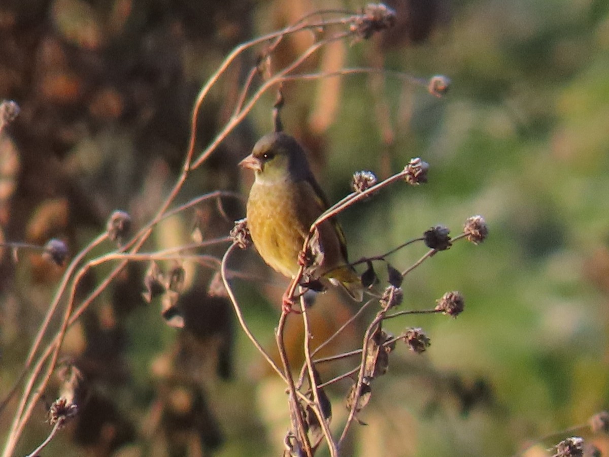 金翅雀 - ML646666768