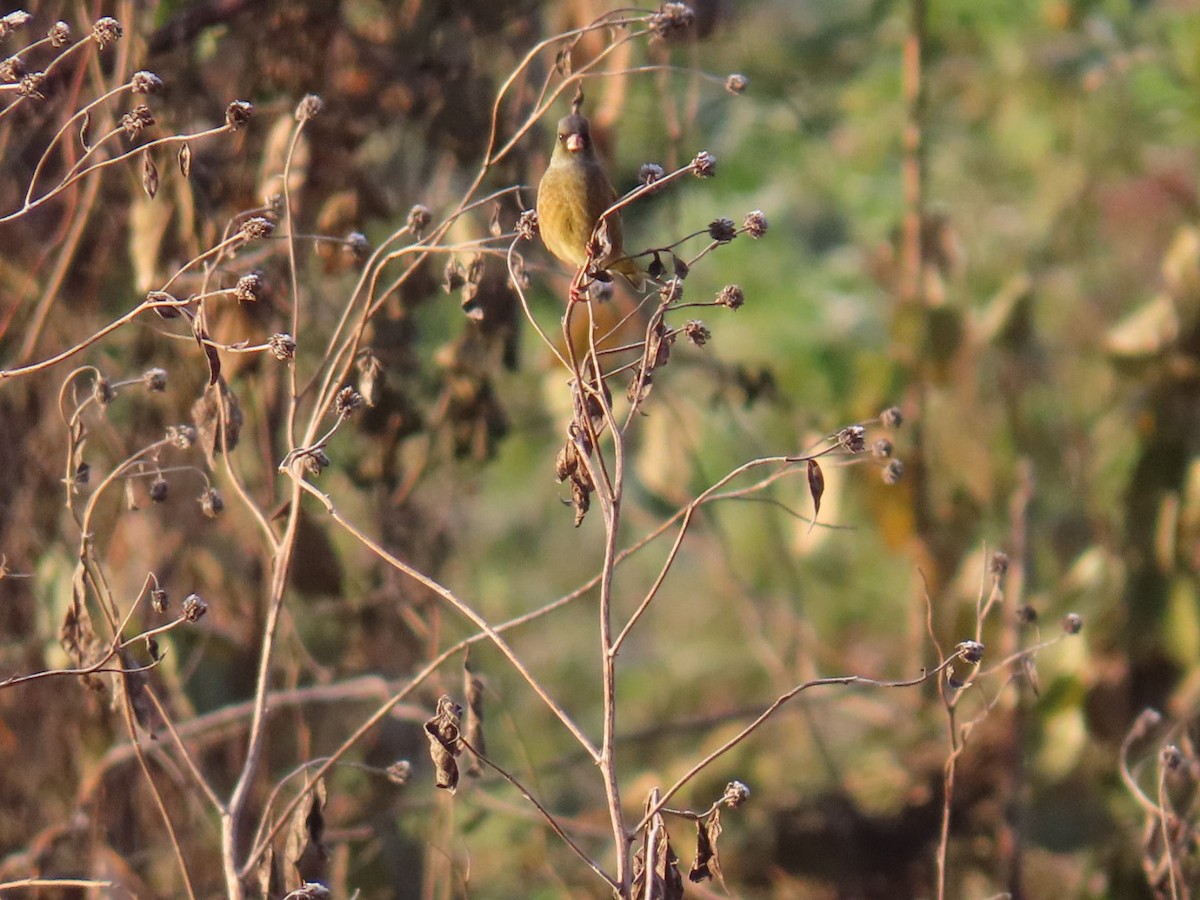 金翅雀 - ML646666769