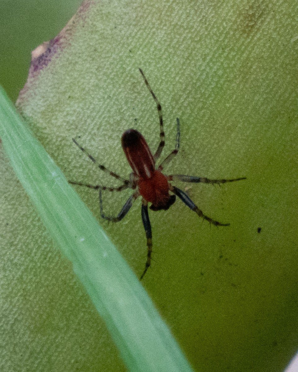 Animals - ML646666774