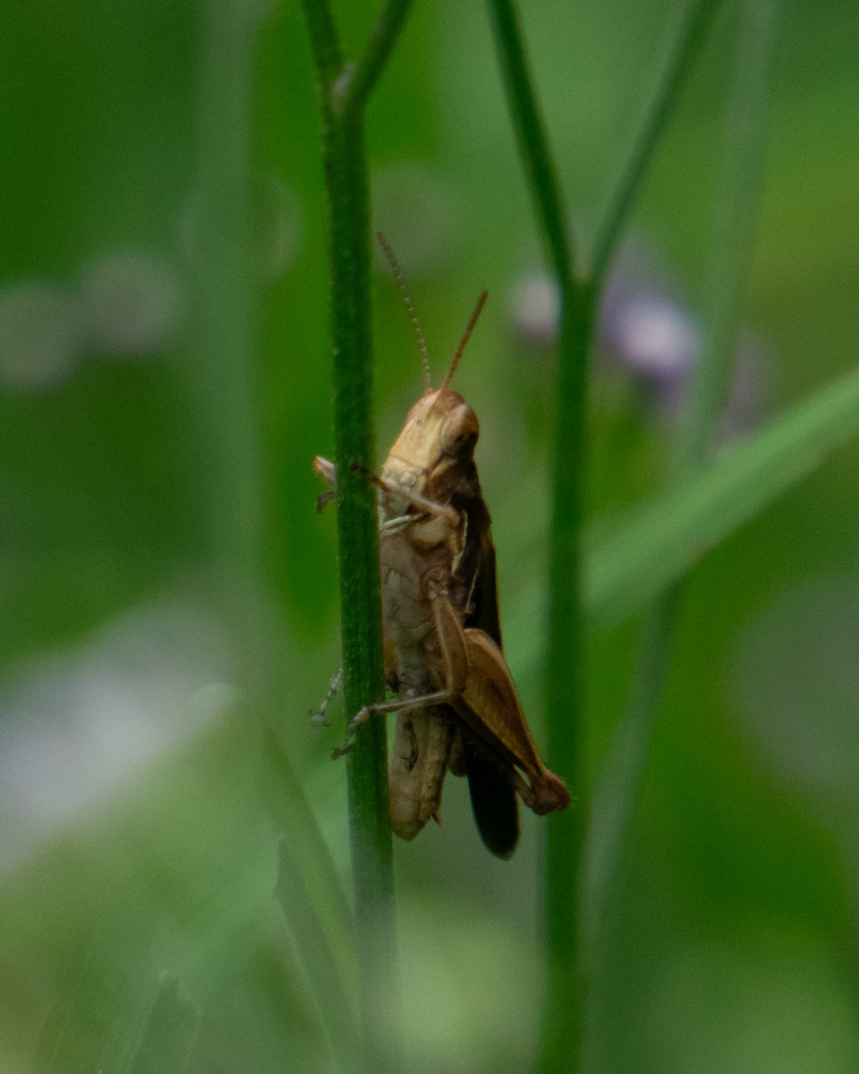 Animals - ML646666775